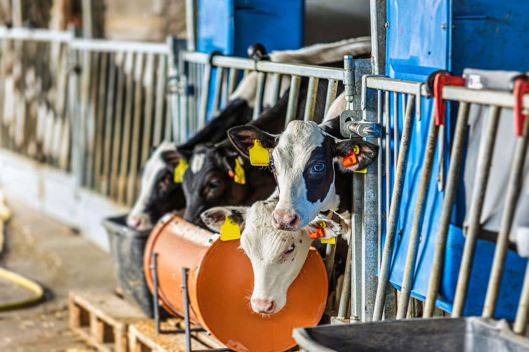 Mit dem Ohrsensor von CowManager wird erstmals ein Gesundheitsmonitoring f�r K�lber vorgestellt. Der Algorithmus nutzt hierzu Methoden maschinellen Lernens und erm�glicht somit die Darstellung sich st�ndig verbessernder Vorhersagen zum Gesundheitszustand des einzelnen Kalbes. Die Alarme werden dem Alter der Tiere angepasst.