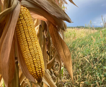 Mais verliert während der Trocknung Wasser und Substanz, zwei wesentliche Faktoren für die Trockenmasse-Bestimmung