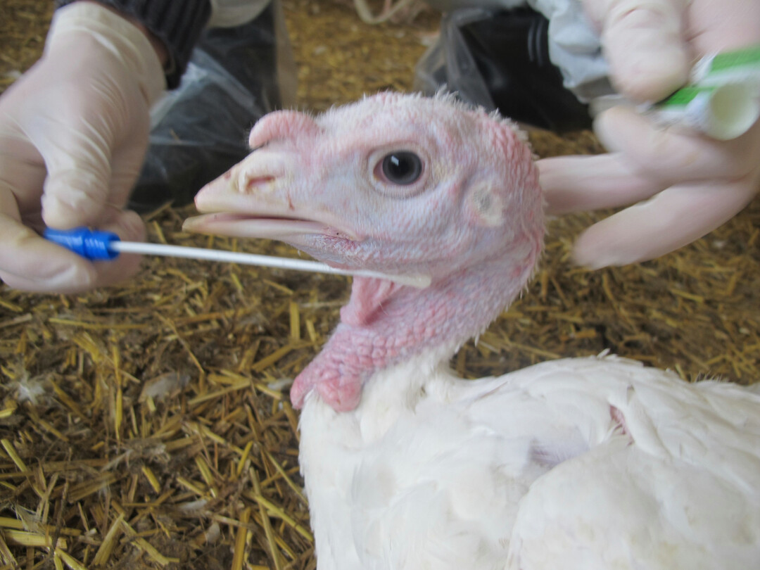 Für die Studie wurden Proben an der Halshaut von Pute genommen.