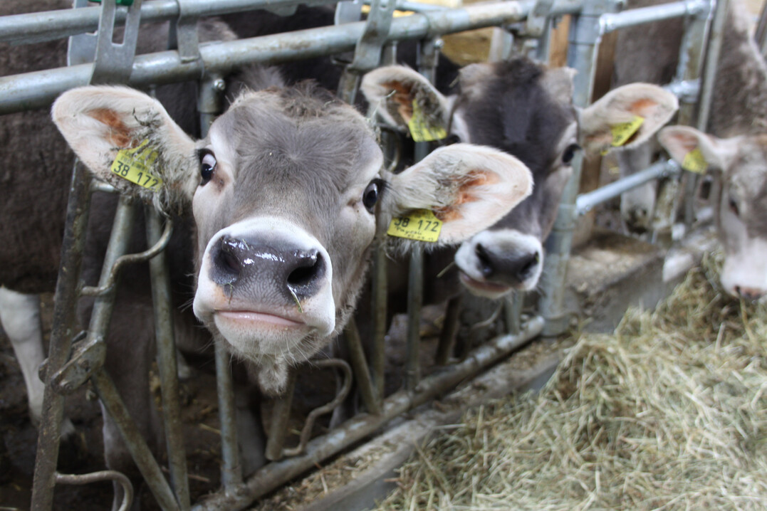 Das Ausbrennen von Hornanlagen ohne Betäubung soll bei Kälbern im novellierten Tierschutzgesetz verboten werden.