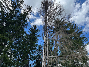 Dem Deutschen Wald geht es insgesamt nicht gut. Das zeigen die Ergebnisse der Bundeswaldinventur. Durch diese Schw�chung kann der Wald das Klima nicht so gut sch�tzen wie erwartet. 