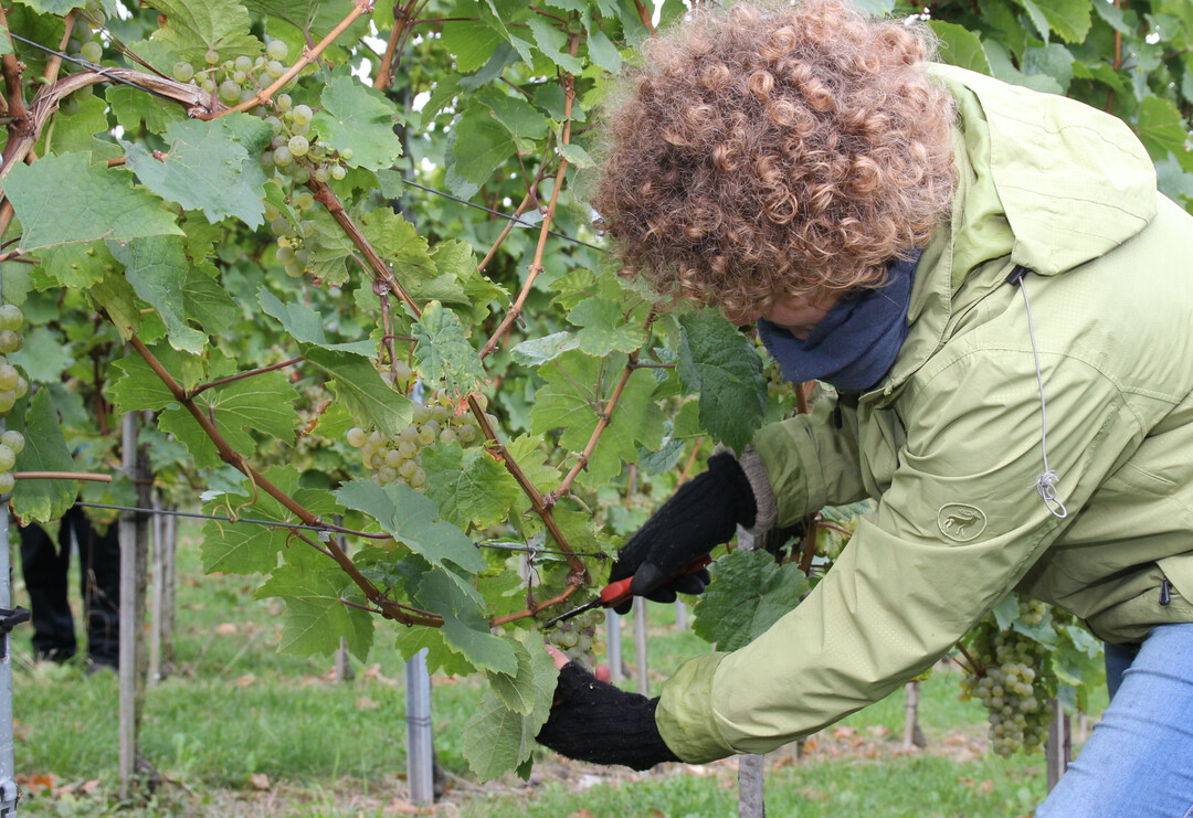 In diesem Weinjahr war wetterbedingt mehr Handarbeit gefragt. Damit stiegen die Produktionskosten.