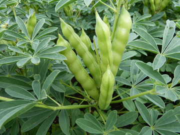 Leguminosen wie Klee, Erbsen und Ackerbohnen spielen eine zentrale Rolle für die Futtermittelproduktion und den Umweltschutz.