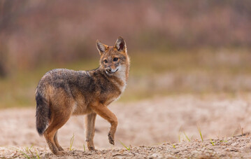 Ein Goldschakal (Canis aureus)