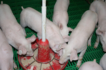 Ferkelaufz�chter k�nnen sich ab Anfang November f�r die Initiative Tierwohl (ITW) anmelden.