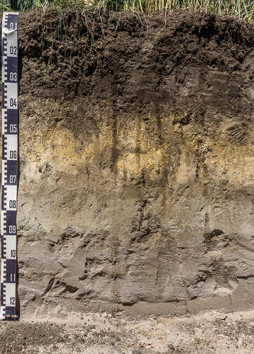 Auenb�den erfordern viel Fingerspitzengef�hl bei der Bewirtschaftung.