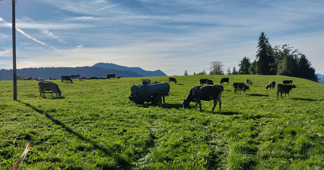 Im Sommer auf die Weide und im Winter Heu im Futtertrog � das ist das F�tterungskonzept von Heumilchbetrieben.