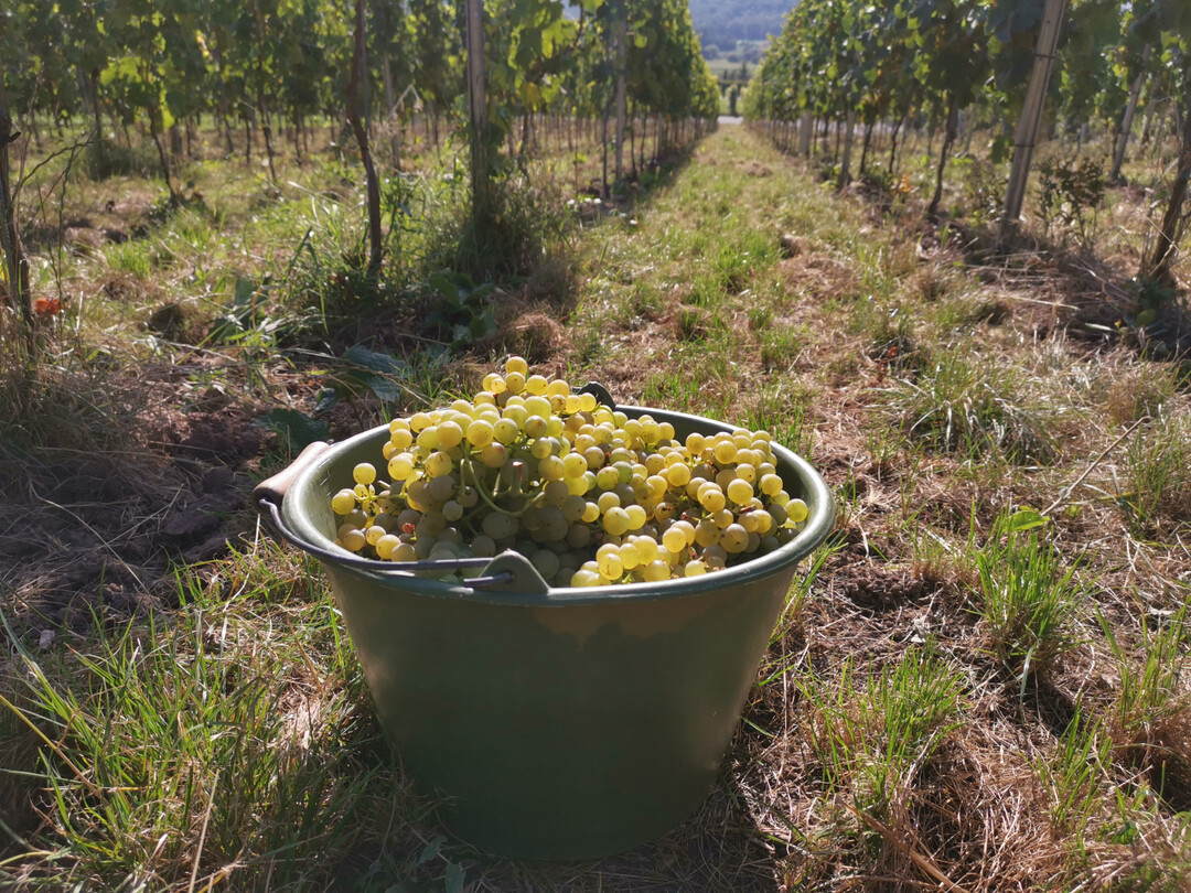 In Deutschland wird f�r dieses Jahr eine deutlich niedrigere Weinernte als im Jahr 2023 erwartet.