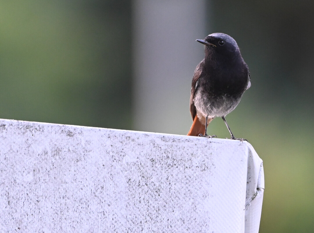 Der Hausrotschwanz ist der Vogel des Jahres 2025.