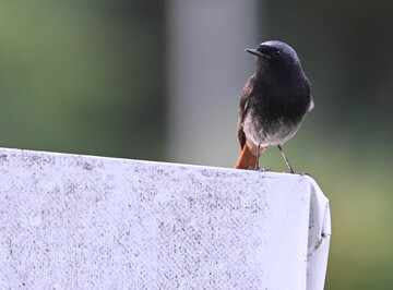 Der Hausrotschwanz ist der Vogel des Jahres 2025. 