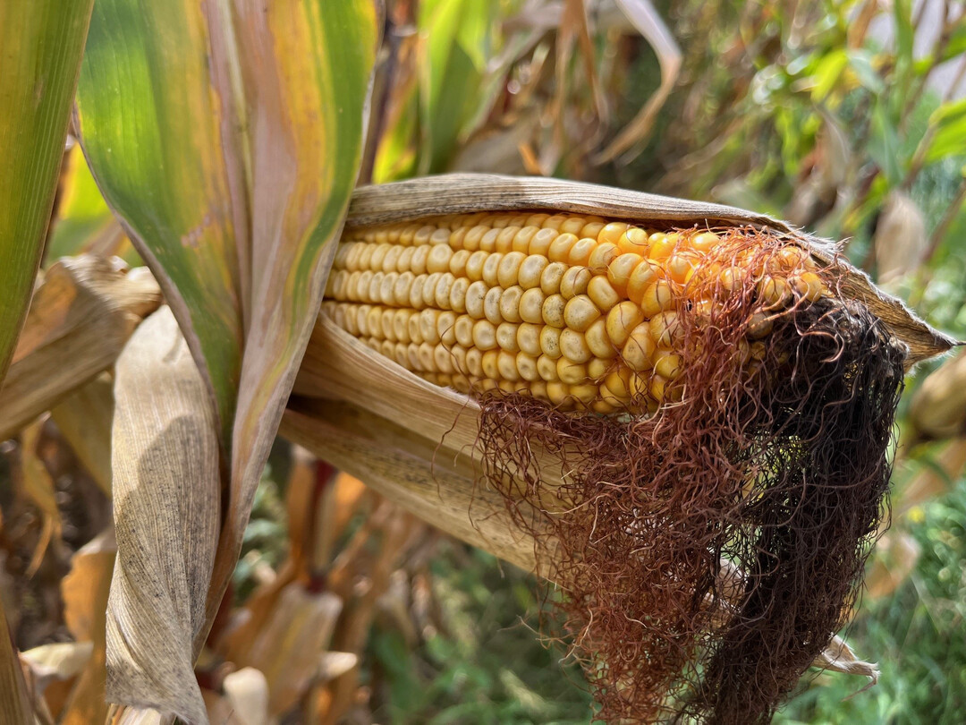 Die anlaufende K�rnermaisernte im Rheintal best�tigt die Erwartungen mit leicht �berdurchschnittlichen Ertr�gen im Bereich von 10 bis 12 t/ha trockenem Mais.
 