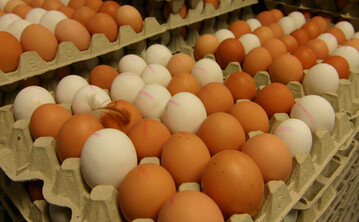 In der EU fehlen manchnerorts Produktionsmengen f�r H�hnereier. In Deutschland w�chst deshalb die Nachfrage.