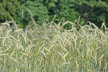 Roggenbestand auf den Ökofeldtagen 2022