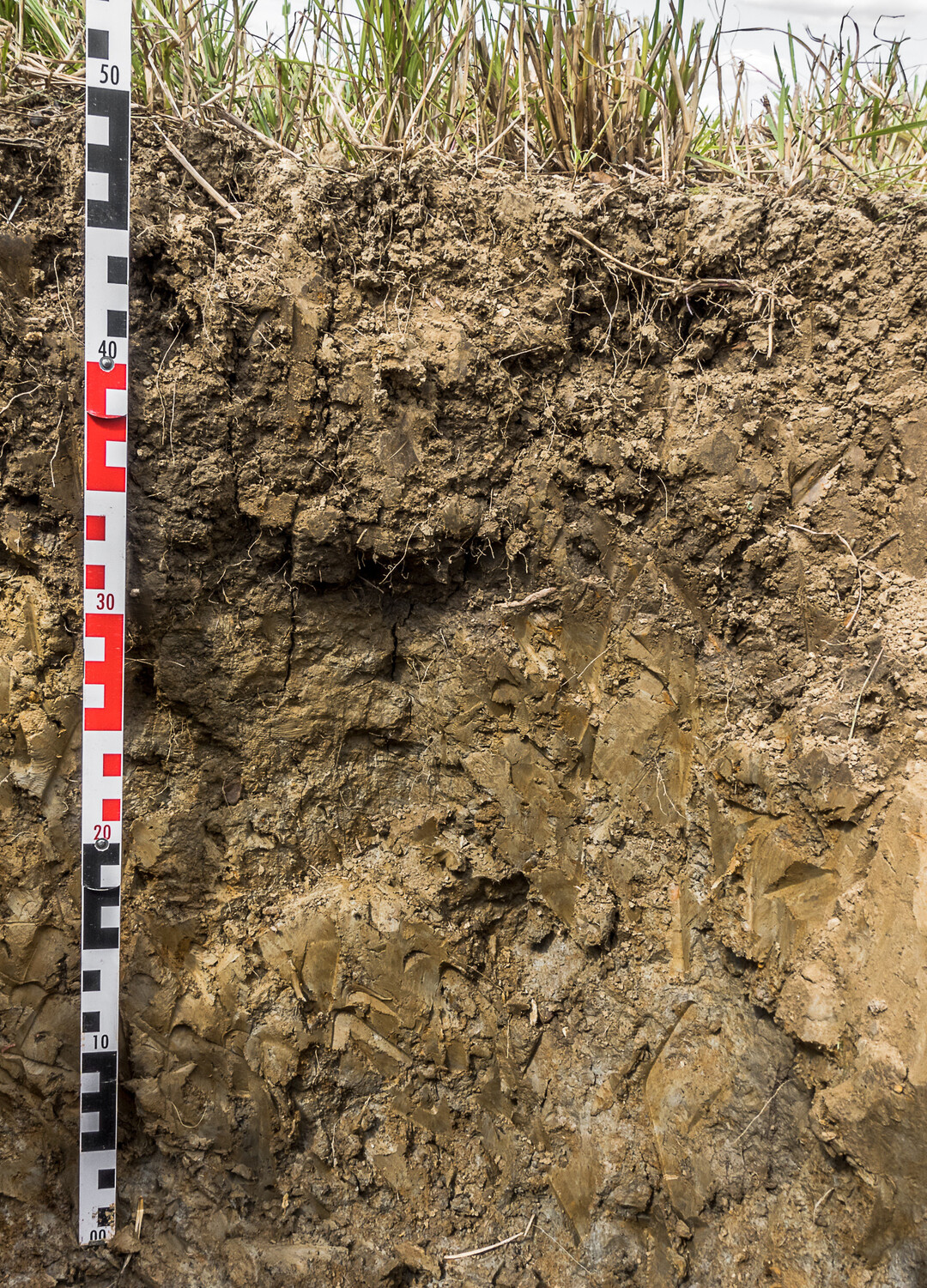 Auf tonreichen B�den ist die Pelotrubarion ein sehr bedeutsamer Prozess.