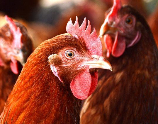 Eine Legehennenherde im schwedischen Ödeshög ist von der Newcastle-Krankheit befallen.