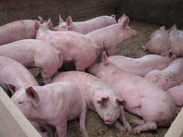 Die meisten Kosten bei der Schweinemast liegen mit jeweils 42 Prozent der gesamten Aufwendungen beim Ferkel- und beim Futtermitteleinkauf. 