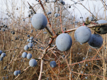 Vor allem an Feldwegen und Waldr�ndern trifft man auf zahlreiche Schlehenstr�ucher mit leckeren Fr�chten.