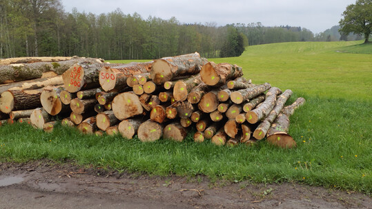 Blick auf den Polter in Unterankenreute bei Schlier: Dabei handelt es sich um 6,79 Fm Hartlaubholz, 4,0 Fm davon sind aus Buche und Esche. Der maximale Stammdurchmesser betr�gt 42 cm und insgesamt sind es 58 St�mme. 