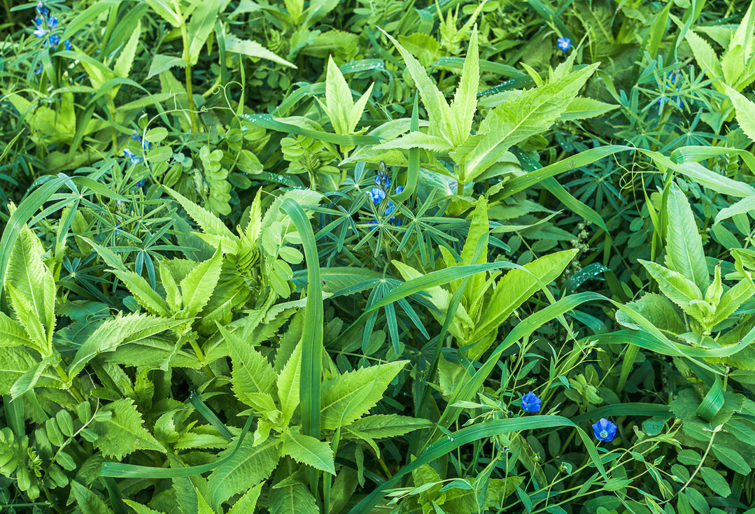 Das oberirdische Wachstum eines Zwischenfruchtbestandes verr�t schon einiges �ber den Standort.