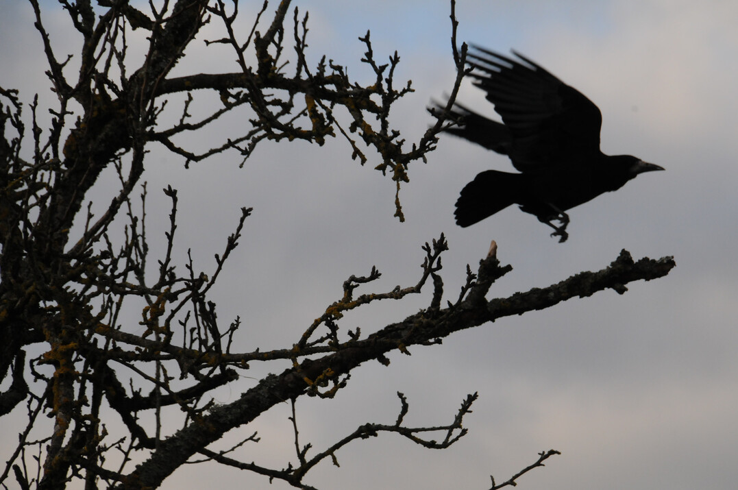 Eine Kr�he mit schwarzem Schnabel kann auch ein willkommener Anblick sein.