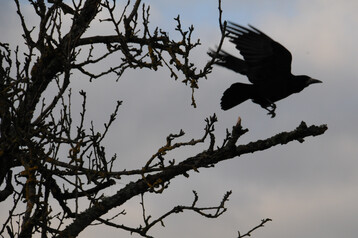Eine Kr�he mit schwarzem Schnabel kann auch ein willkommener Anblick sein.