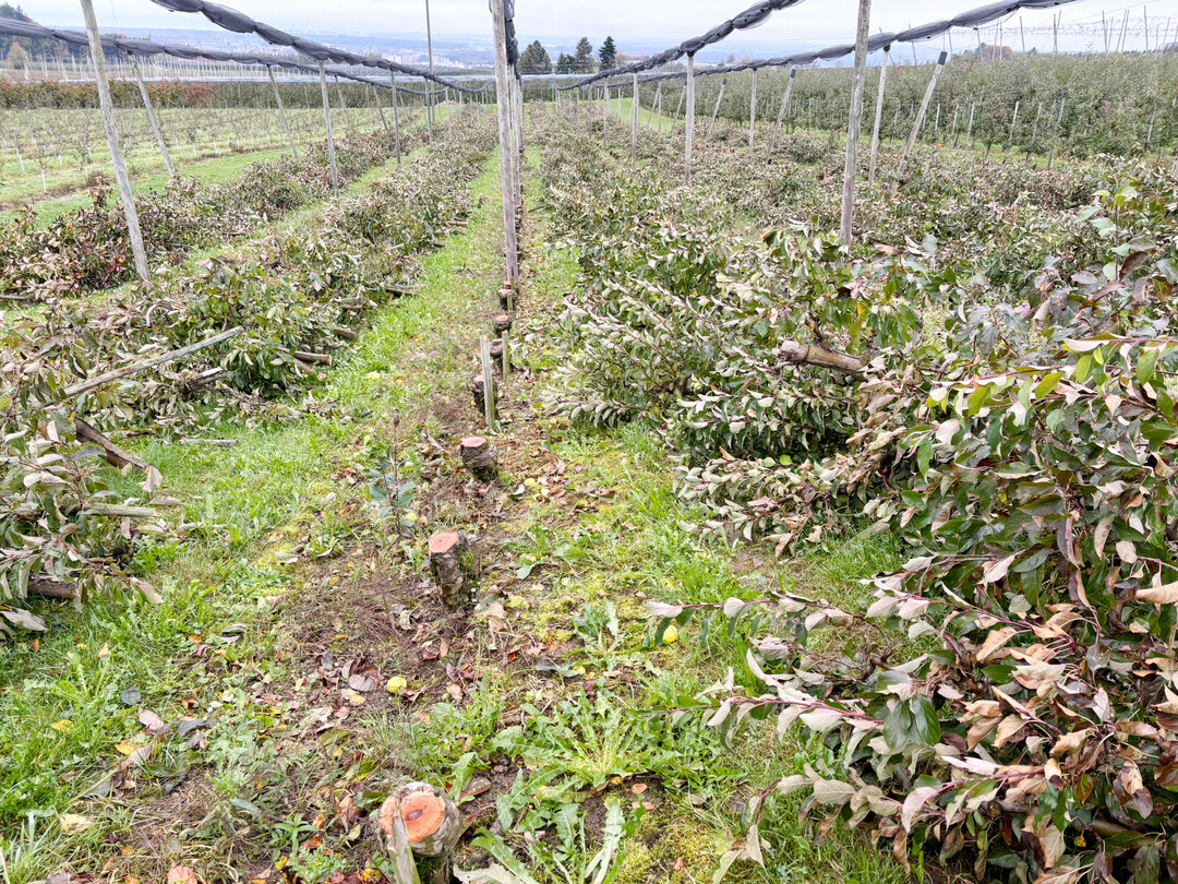 Um jungen B�umen einen guten Start zu erm�glichen, muss die Fl�che f�r Neupflanzungen gut vorbereitet werden. Beim Roden sollten die alten B�ume m�glichst komplett aus der Anlage entfernt werden.