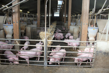 Für die Schweinemast sind marktorientierte Vergütungsmodelle und flexible Vertragslaufzeiten vorteilhaft.