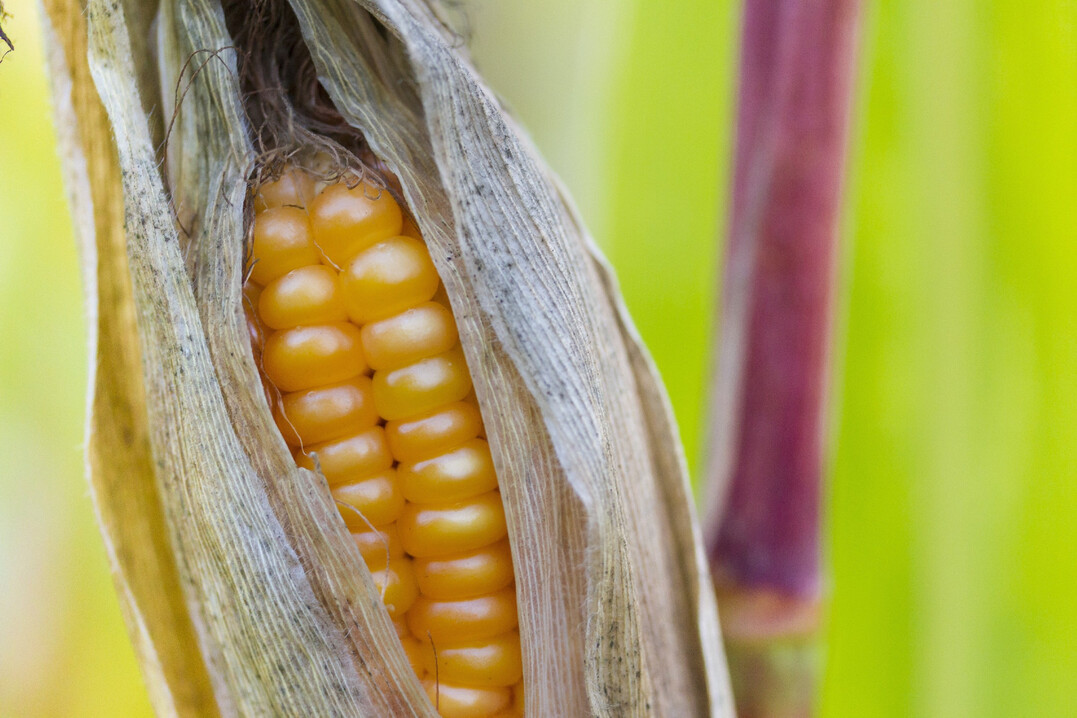 Maiskolben zur Erntezeit. Idealerweise sollten pro Reihe mehr als 30 K�rner auf dem Kolben ausgebildet werden.