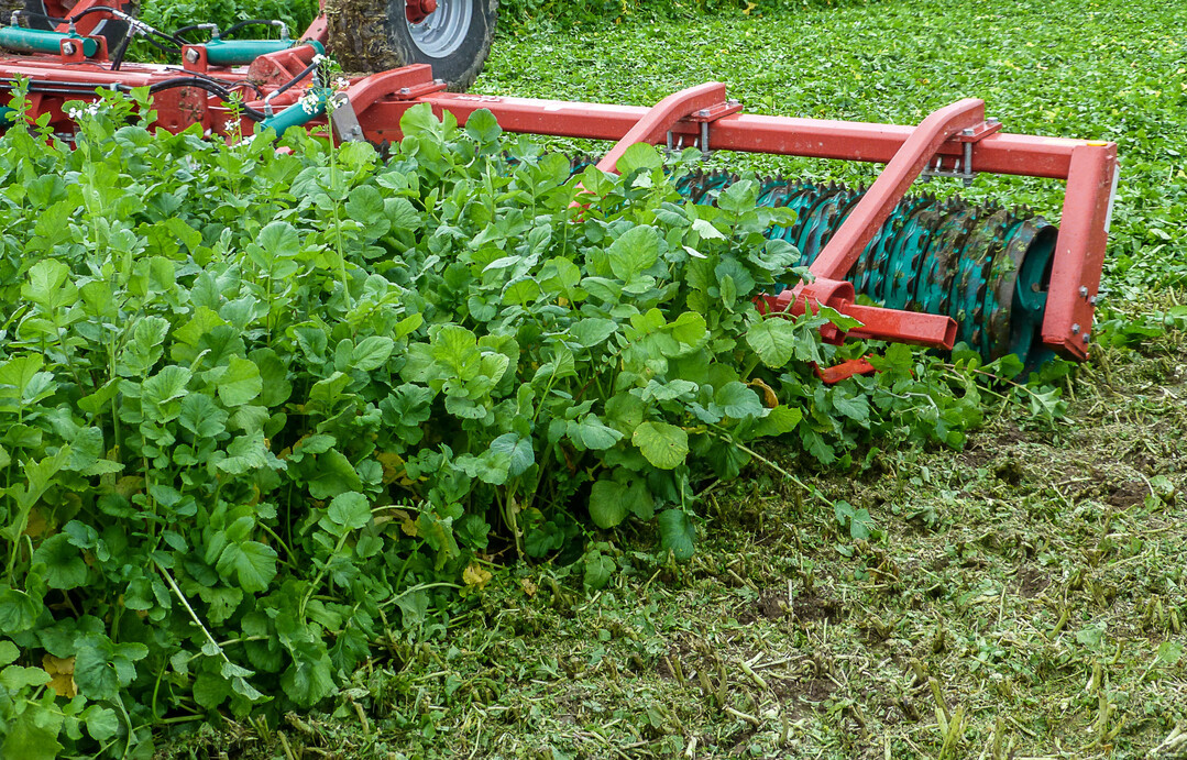 Eine flache Regulierung der Zwischenfrucht geht sowohl mit Vor- als auch mit Nachteilen einher.