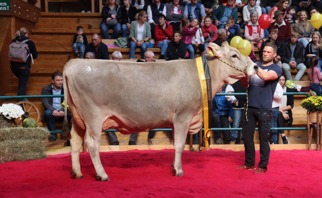 Barca-Tochter Geli von Aaron Albinger aus Biberach wurde Jungkuh-Champion auf dem Waldseer Braunviehtag 2024.