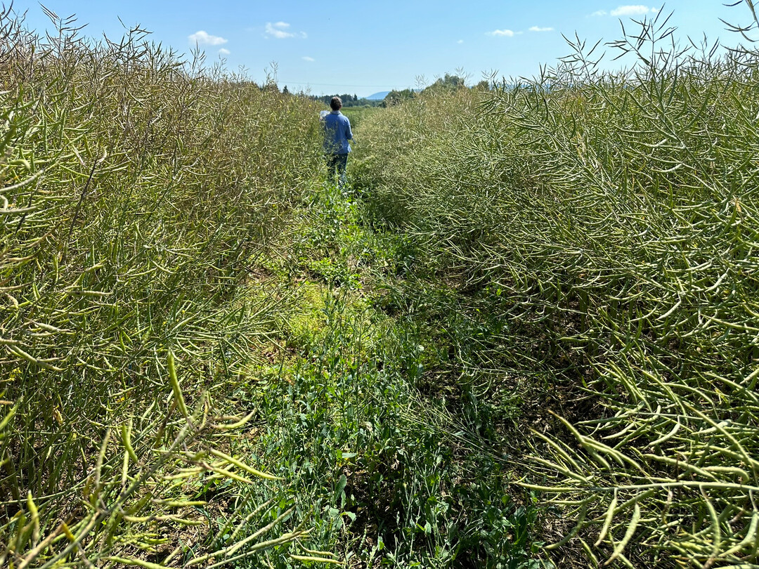 Die Rapsaussaat 2024/25 ist in den meisten EU-L�ndern abgeschlossen. Das Bild zeigt Rapsfelder am Versuchsstandort D�ggingen vom 25. Juni 2024. Links Stark gesch�digte Pflanzen durch Frost in der Bl�te.