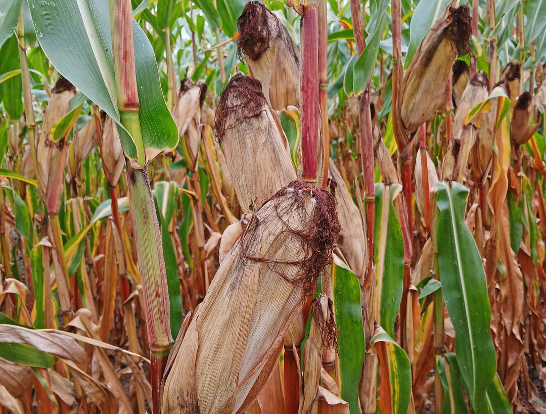 Landessortenversuche K�rnermais 2024 am Standort Orschweier.