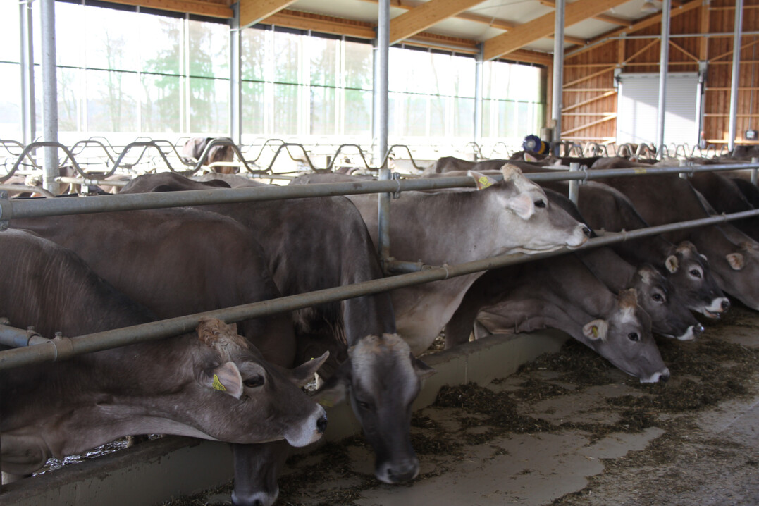 Eine Neuerung bei der jetzt beschlossenen Fortf�hrung der ITW-Rind ist die Einf�hrung einer unbefristeten Teilnahme f�r die Betriebe, �hnlich wie bereits bei den Programmen f�r Schweine und Gefl�gel.  