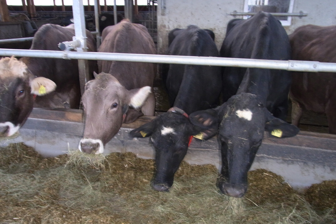 Auf einem Betrieb im Ostallgäu ist vor kurzem die anzeigepflichtige Tierseuche Rindertuberkulose ausgebrochen. 26 positiv getestete Tiere wurden inzwischen gekeult.