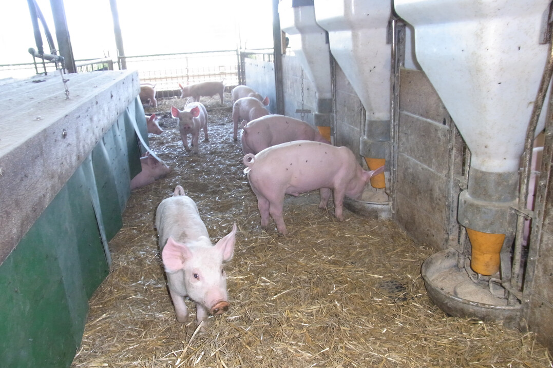 Ab dem kommenden Jahr muss Schweinen mehr Platz und mehr Struktur in ihren Buchten angeboten werden. Das sehen die neuen Anforderungen der Initiative Tierwohl (ITW) vor.