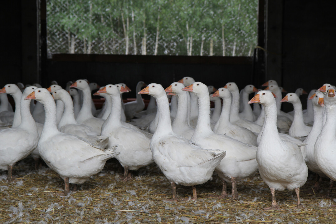 Die deutschen Gänsehalter stehen seit Jahren schon vor großen Herausforderungen. Stopfleberproduktion, Lebendrupf oder Mindestlöhne – neben der Aviären Influenza bedroht in erster Linie der ungleiche europäische Wettbewerb heimische Betriebe.