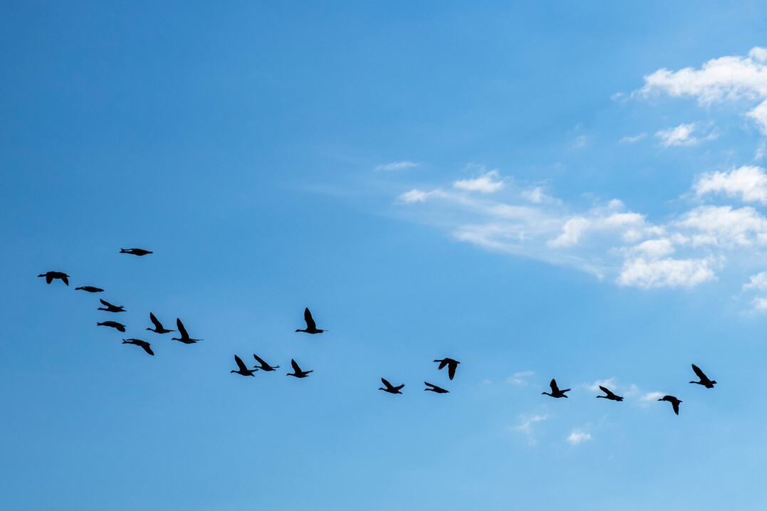 Mit den Vogelzügen im Herbst verbreitet sich die hochpathogene Aviäre Influenza (HPAI) wieder stärker.