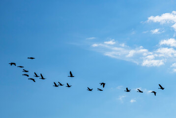 Mit den Vogelz�gen im Herbst verbreitet sich die hochpathogene Avi�re Influenza (HPAI) wieder st�rker.