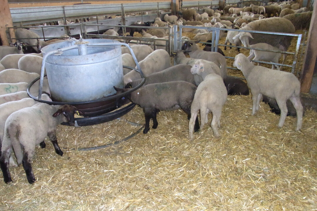 Die Blauzungenkrankheit breitet sich bei Schafen und Rindern in Deutschland weiter aus. Das zeigen aktuelle Auswertungen des Friedrich-Loeffler-Instituts (FLI) und des Bundesforschungsinstituts für Tiergesundheit.