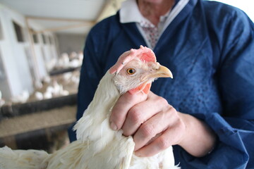 Die Haltung von Legehennen mit intakten Schn�beln erfordern ein hoch qualifiziertes Management.