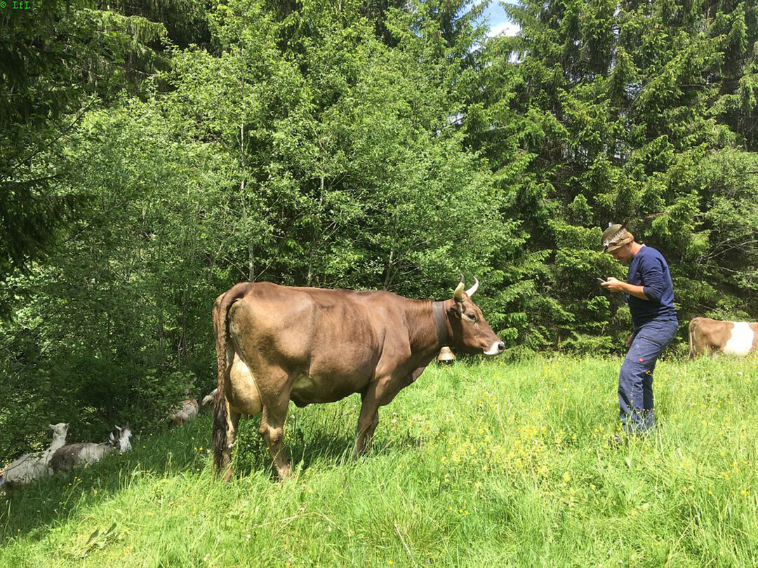 Mithilfe von Apps lassen sich systematisch Mängel im Tierwohl aufdecken und Handlungemöglichkeiten ableiten.