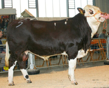 Olefaz ist der zweite Olefelksohn, der auf dem Oktobermarkt 2014 in den Testeinsatz geschickt wurde. Mit ihm sollte es gelingen, die O- Linie weiterzuentwickeln. Voraussetzung natürlich ist, dass die Testbullen genügend eingesetzt werden. Züchter ist Roland Fichter aus St. Georgen-Oberkirnach