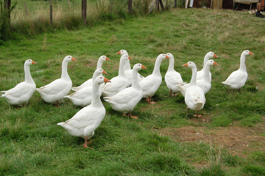 Mit einem Eigenversorgungsanteil von gerade einmal 18 Prozent stehen nur wenige deutsche G�nse dem Markt zur Verf�gung.