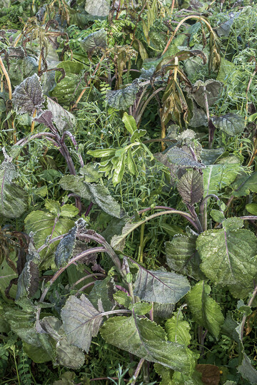 Zwischenfr�chte weisen zum Teil gro�e Unterschiede in der K�ltetoleranz auf.