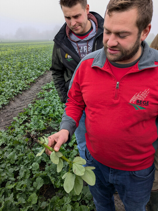 Landwirt Lukas Bidmon zeigt, wie sich an den Wurzeln der Ackerbohnen im Rapsfeld Kn�llchenbakterien zur Stickstofffixierung gebildet haben.