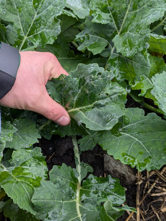 Michael Ziesel vom Landwirtschaftsamt Biberach stellte fest, dass mehr Lochfra� in der Anbauvariante ohne Begleitpflanzen zu sehen war.