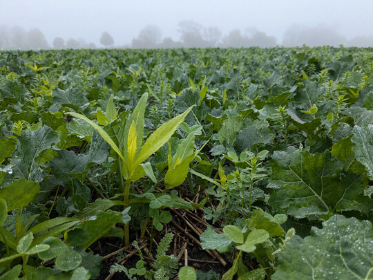 Raps mit Begleitpflanzen wird von weniger Schadinsekten heimgesucht.