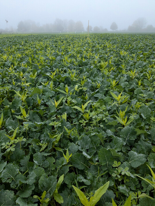 Raps in Begleitung von Ramtillkraut, Platterbse und Linse.