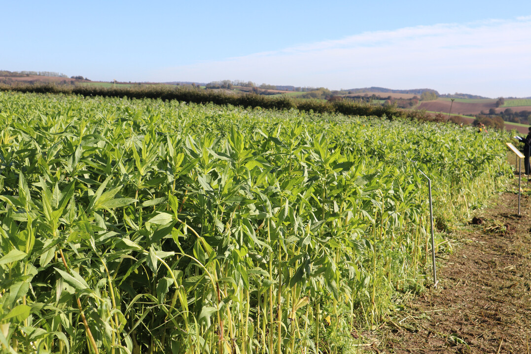 Ramtillkraut dominierte bei vielen Zwischenfruchtmischungen in diesem Jahr.