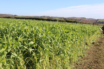 Ramtillkraut dominierte bei vielen Zwischenfruchtmischungen in diesem Jahr.